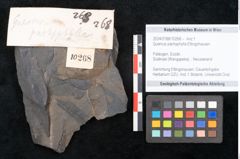 Foto (Objekt + Etikett) von Quercus pachyphylla Ettingshausen (NHMW-GEO-2024-0188-10268)